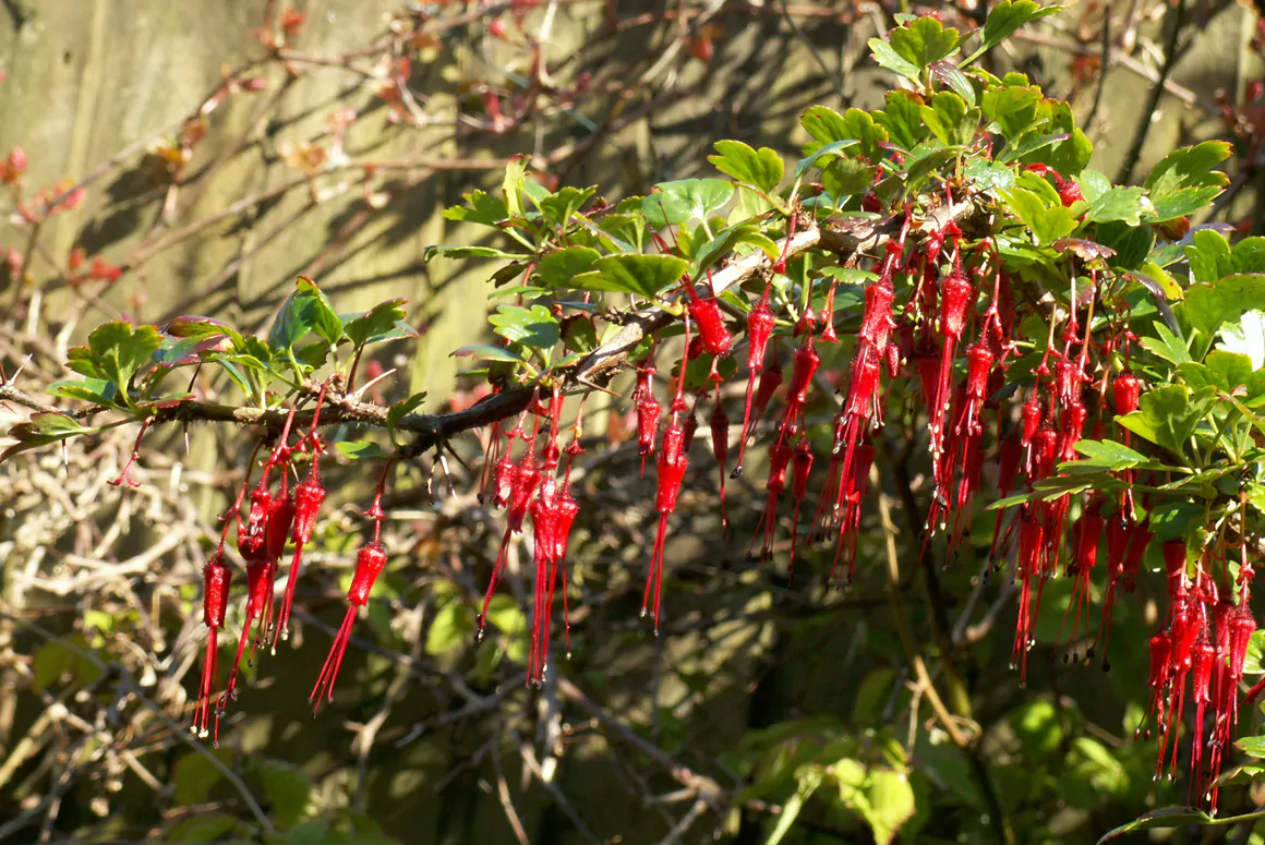 The Spring Garden