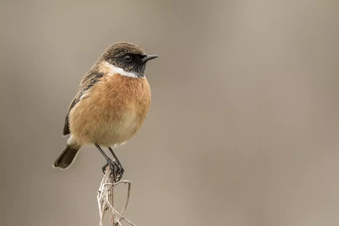 Stonechat Thomas Winstone Photography
