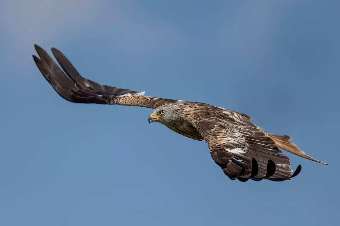 Red Kite Thomas Winstone Photography