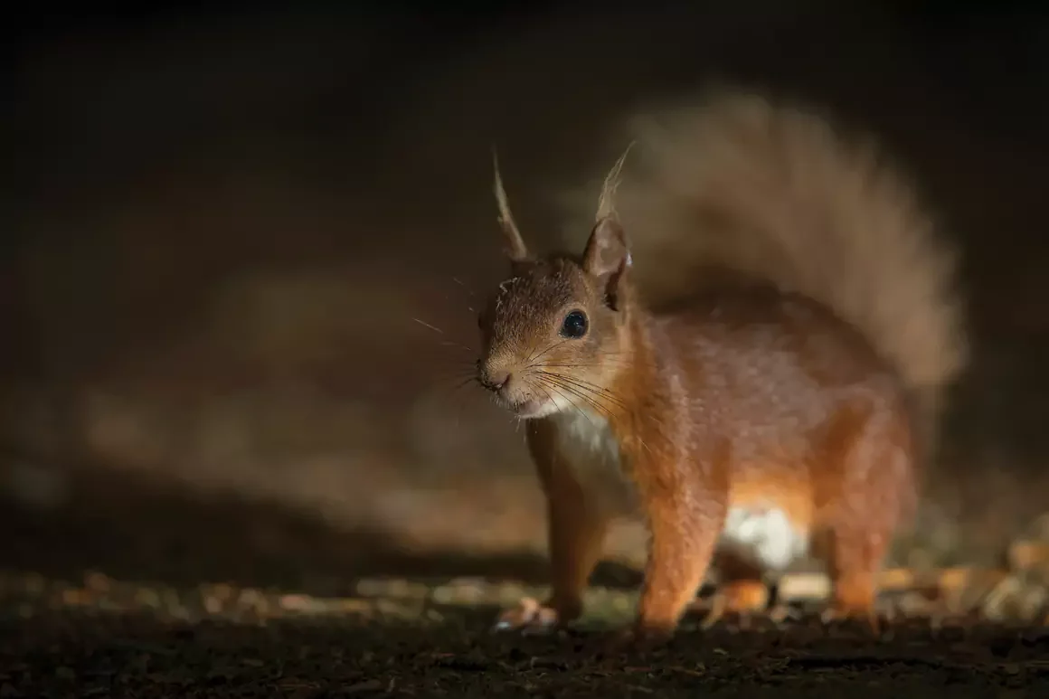 Red Squirrel Thomas Winstone Photography