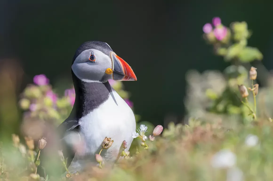 Puffin Thomas Winstone Photography