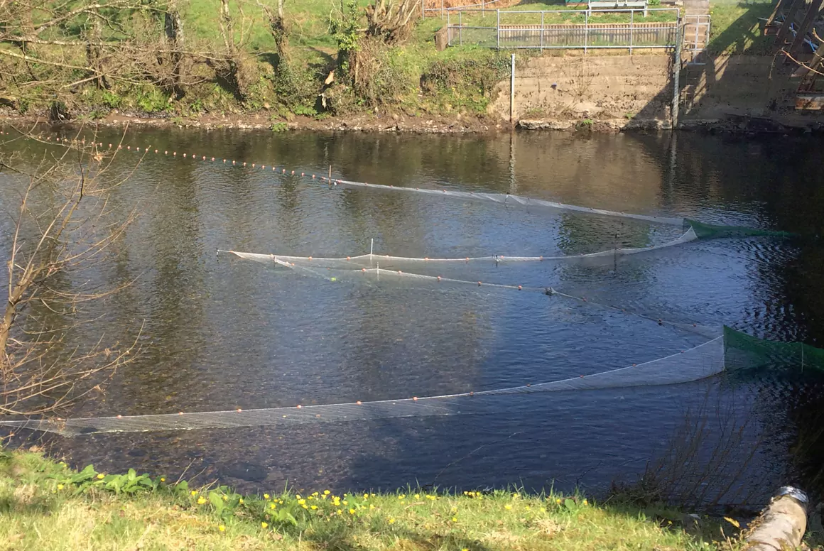 Double Success as University Fish Tagging Project Receives £500,000