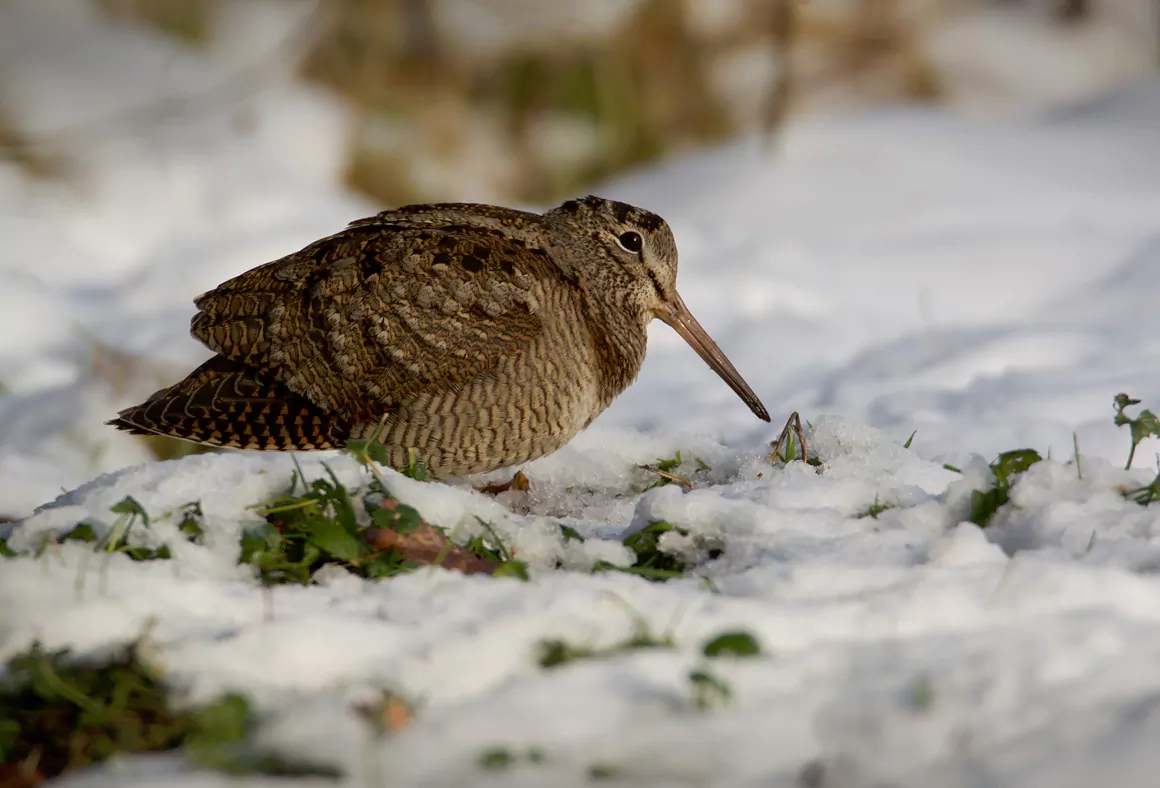Breeding Woodcock Survey Shows an Ongoing Decline
