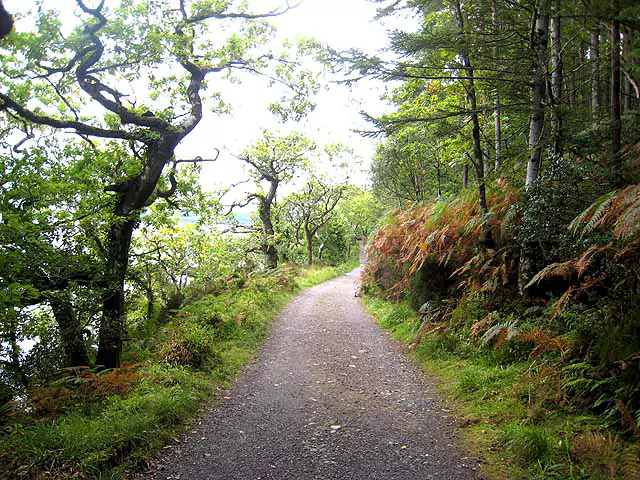 Slishwood Forest Trail