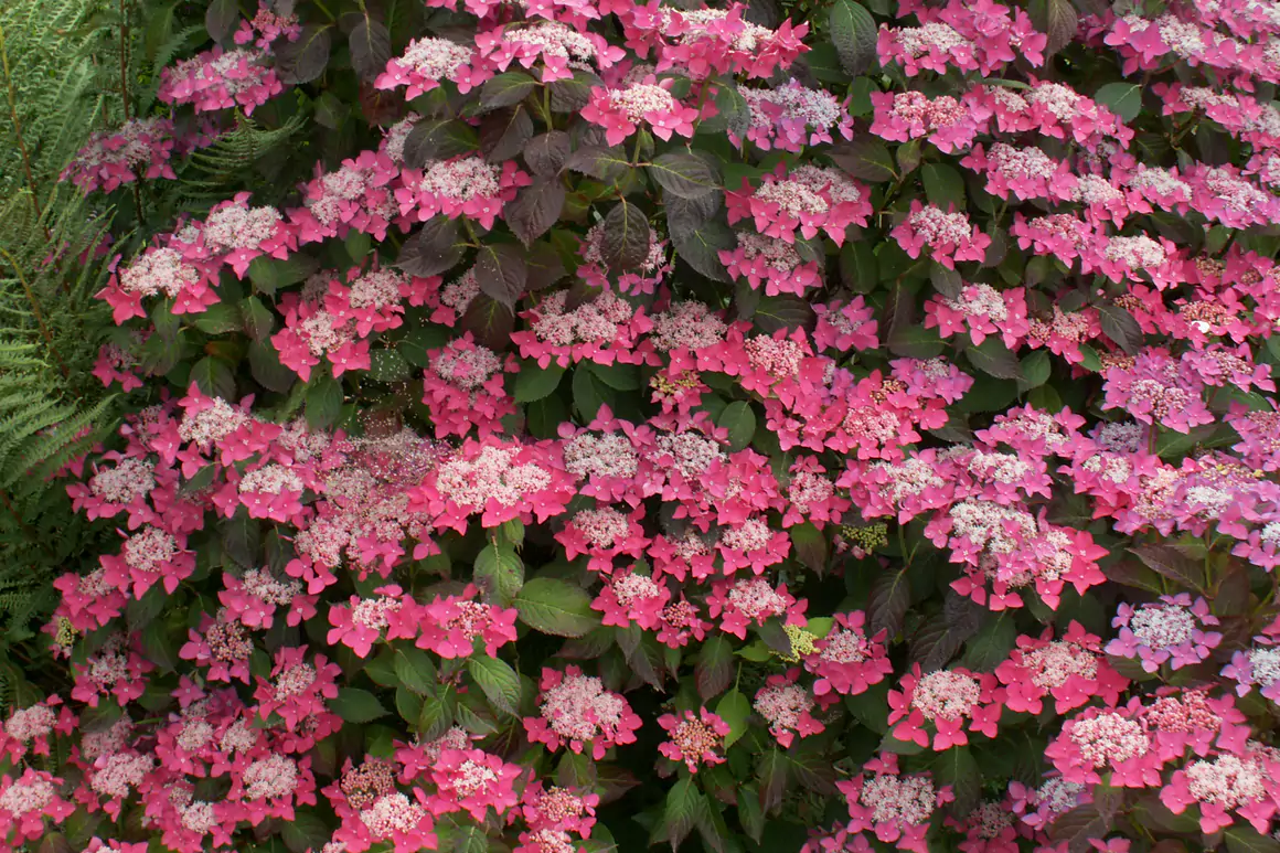 2024 The High Summer Garden