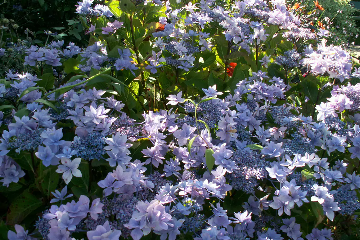 2024 The High Summer Garden