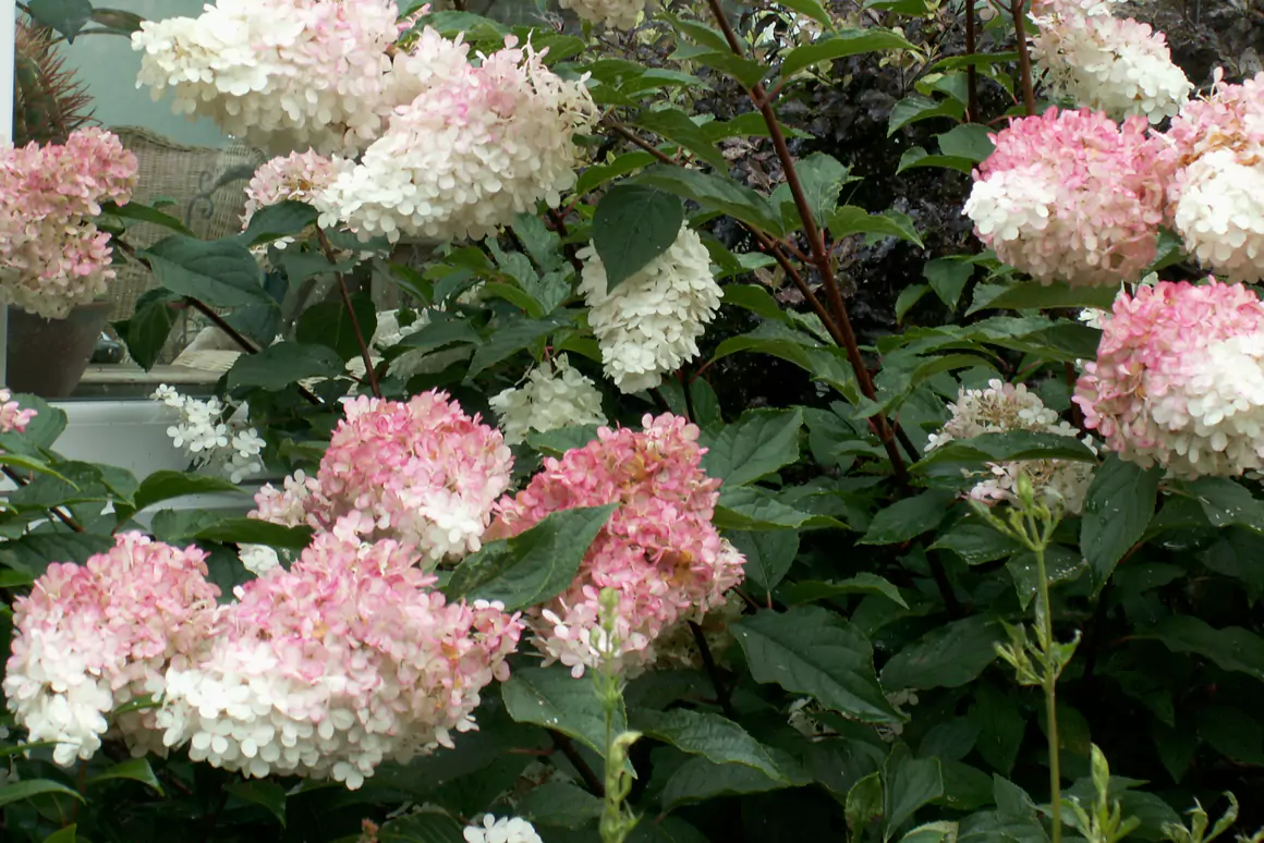 2024 The High Summer Garden