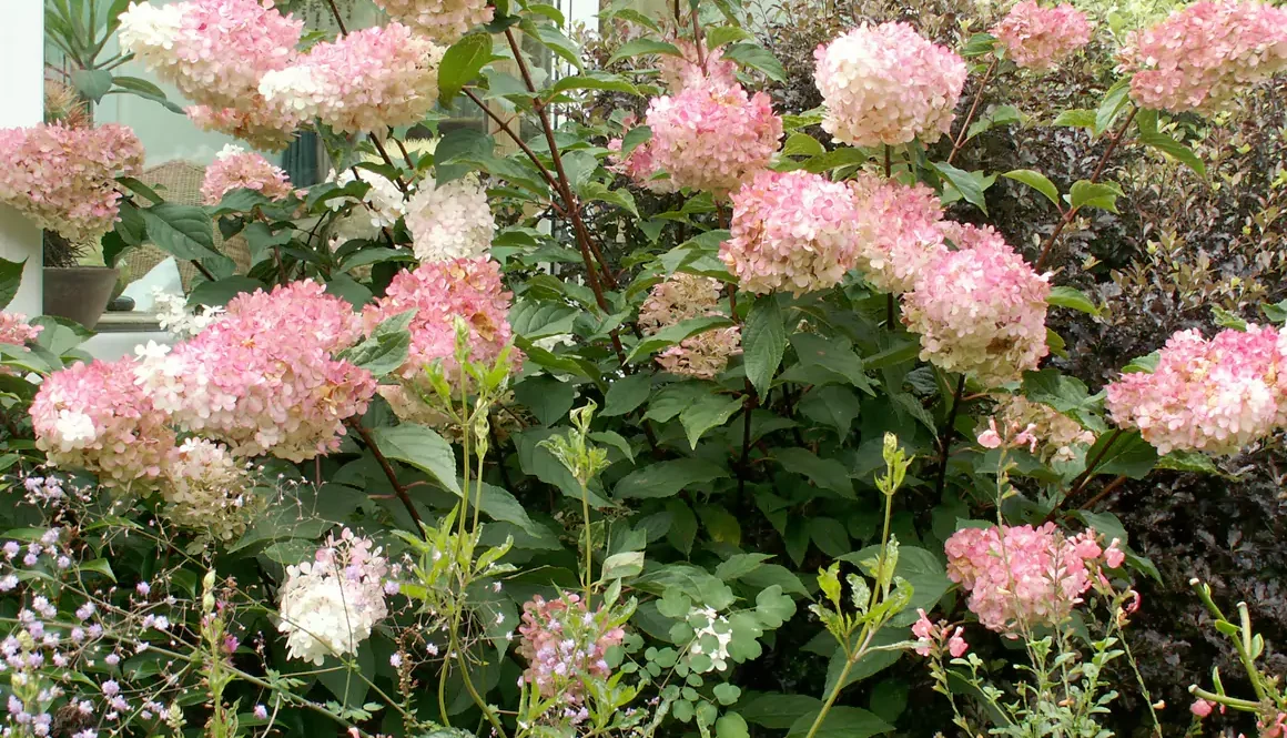 Hydrangea 'Vanilla Fraise'