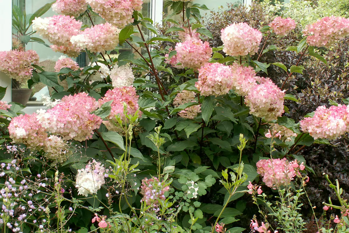 Hydrangea 'Vanilla Fraise'