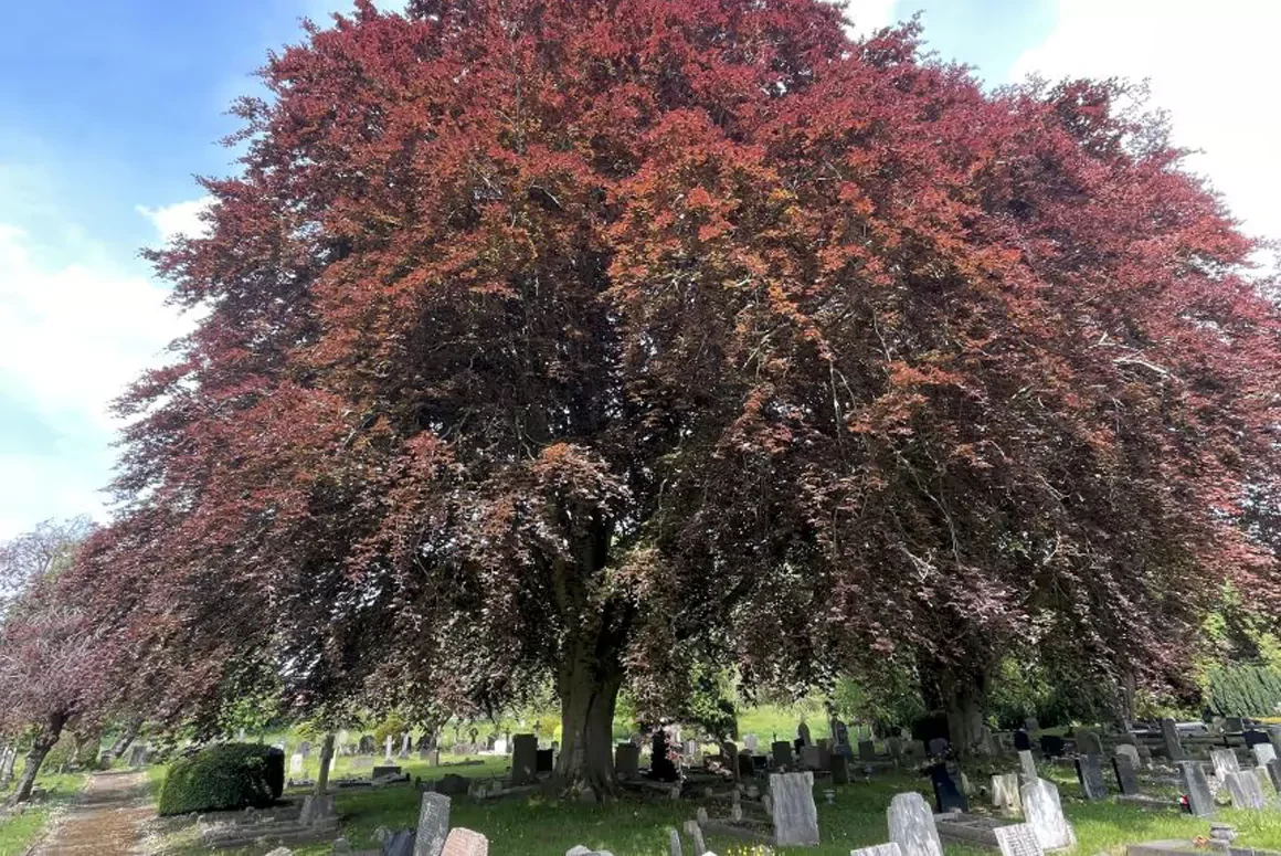 Woodland Connections Week Returns with the Theme “Seeking Sanctuary”