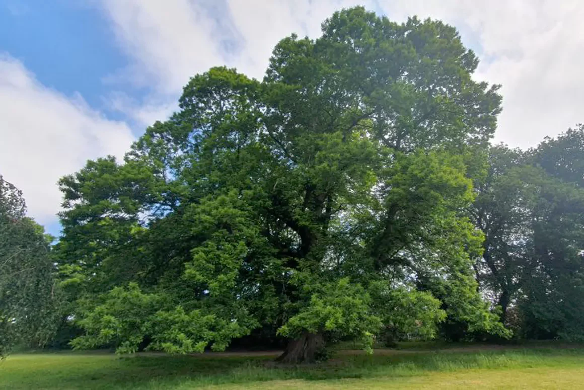 Woodland Connections Week – Wrexham’s Sanctuary Trees