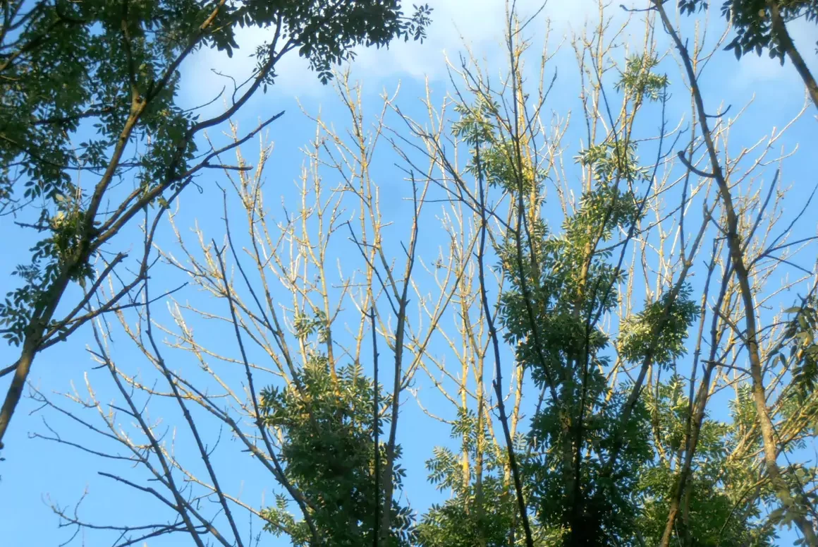 Work to Tackle Ash Dieback Disease Continues Across Carmarthenshire