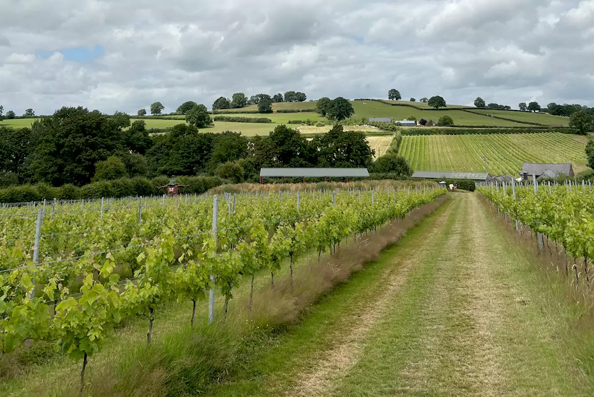 Summer 24 Update from White Castle Vineyard