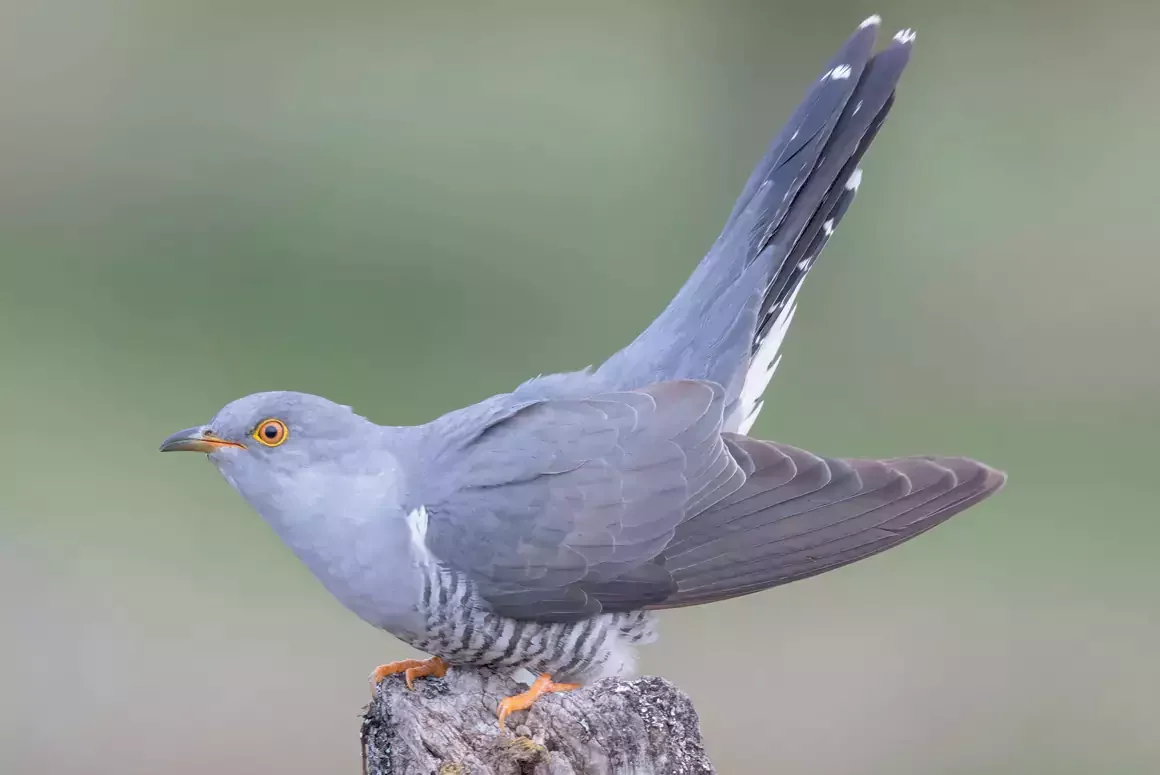 The Cuckoo