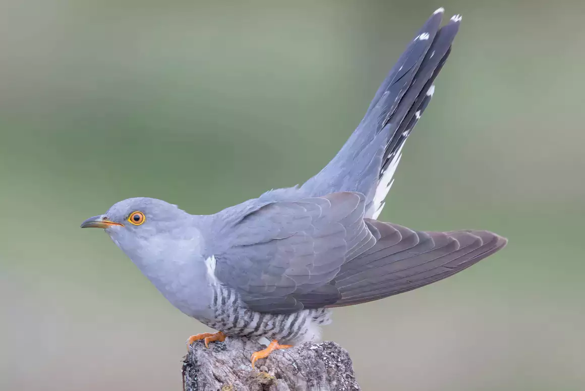 The Cuckoo