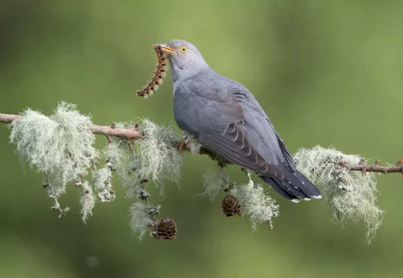 The Cuckoo