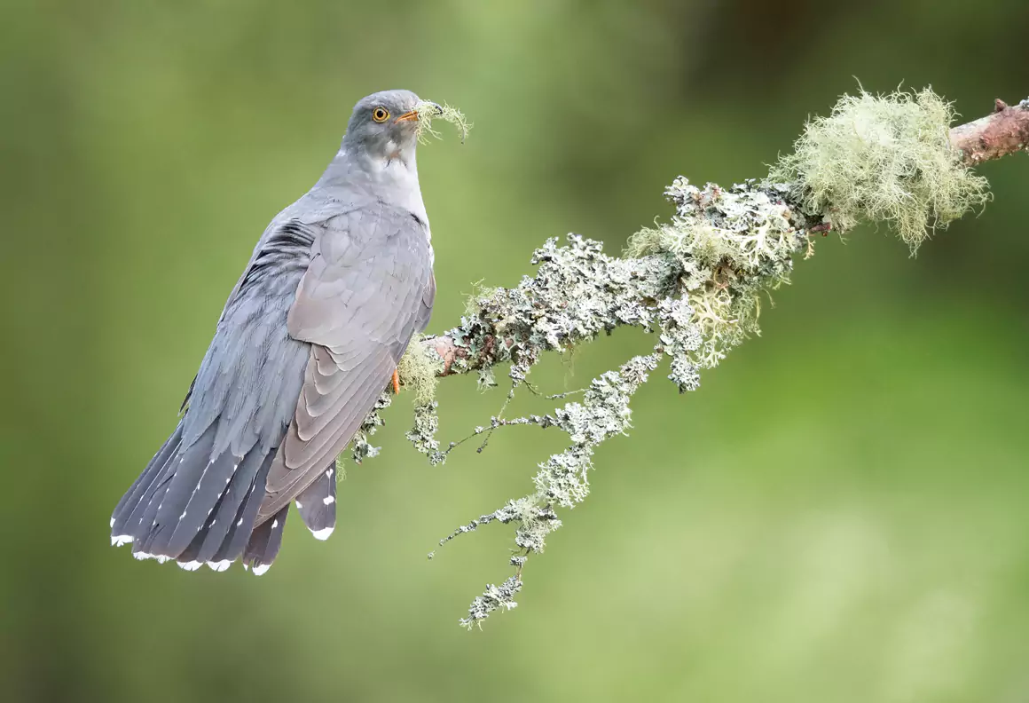 The Cuckoo