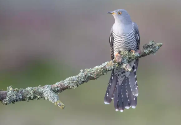 The Cuckoo