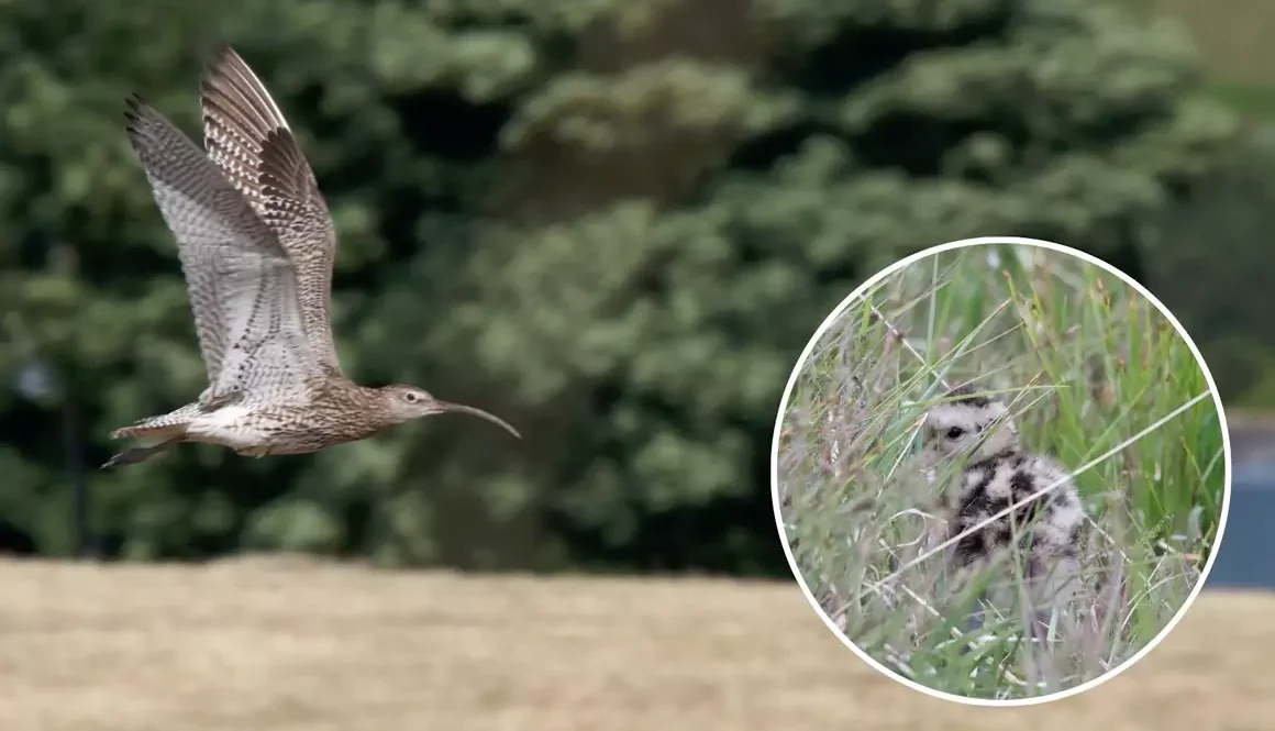 Curlew in Crisis