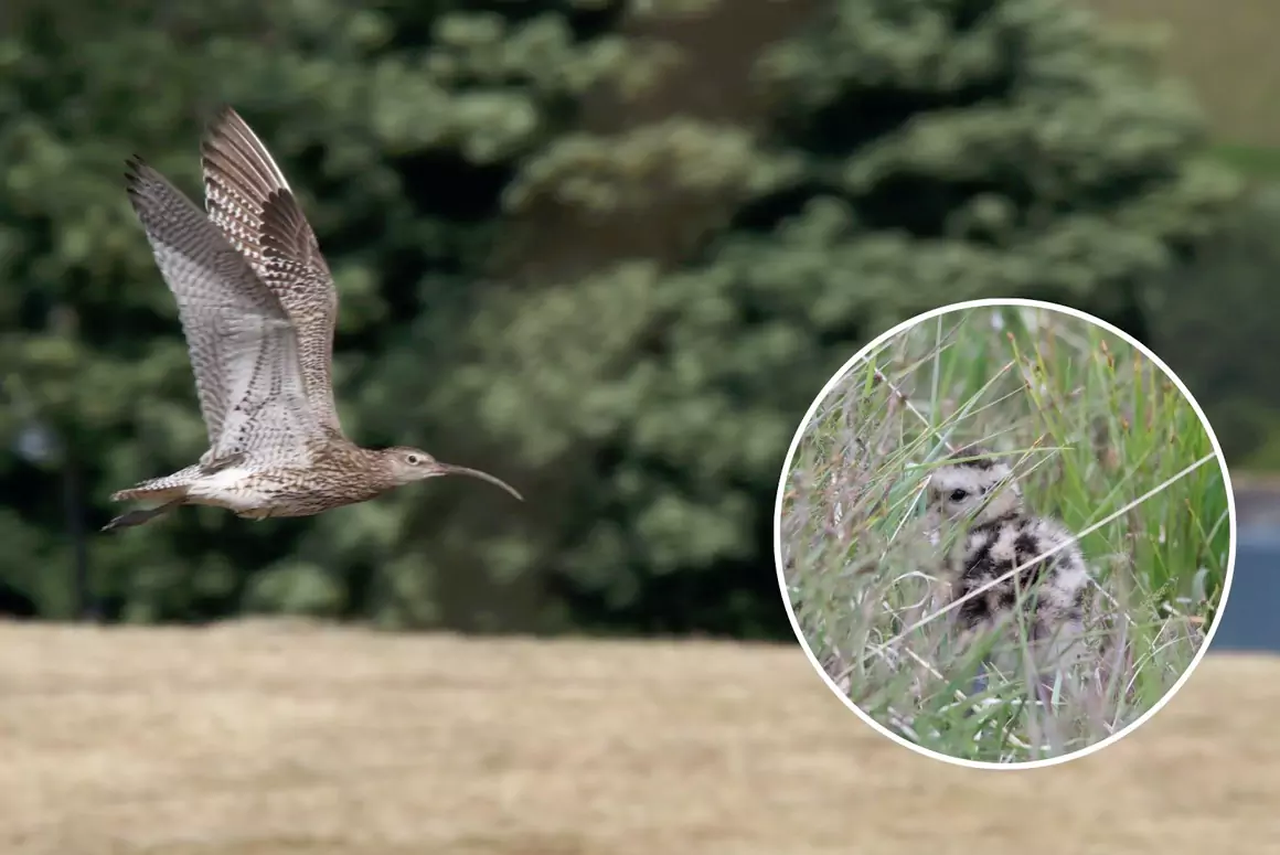Curlew in Crisis
