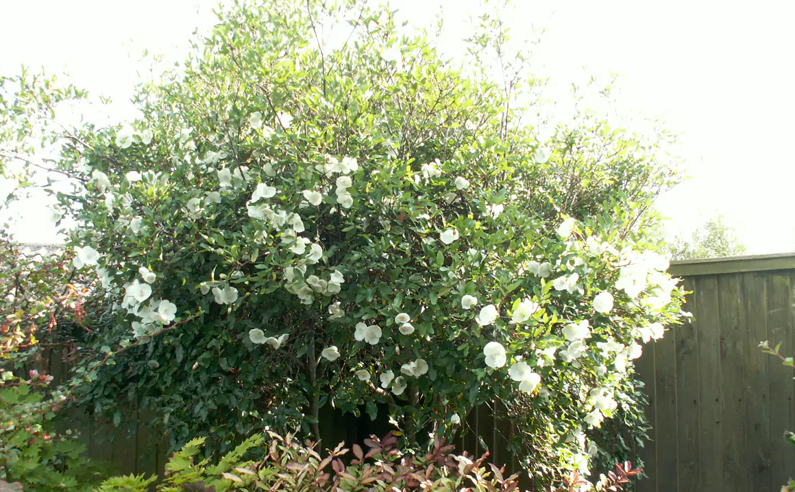 2024 Autumn Garden