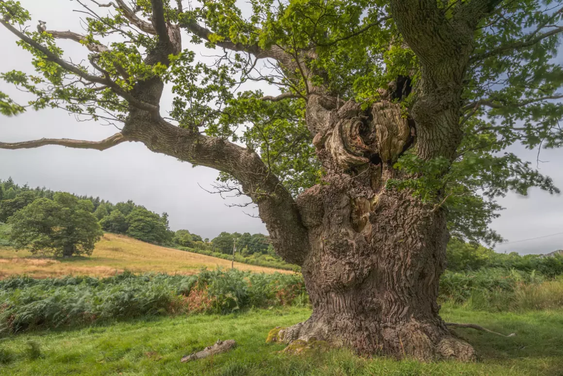 Ancient Gregynog Oak Represents Wales in UK Tree of the Year Contest