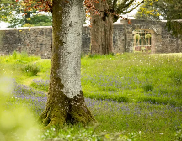 Grove of Narberth