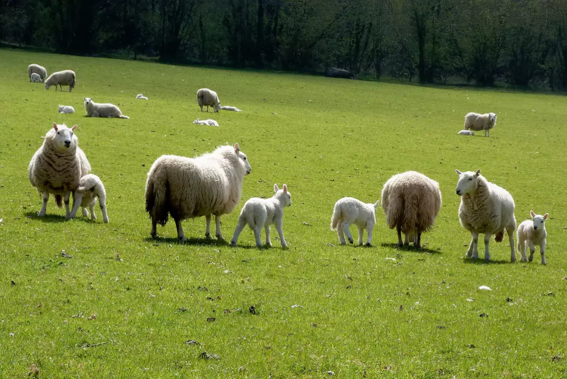 Two Welsh MPs Join NFU Farming Fellowship Scheme