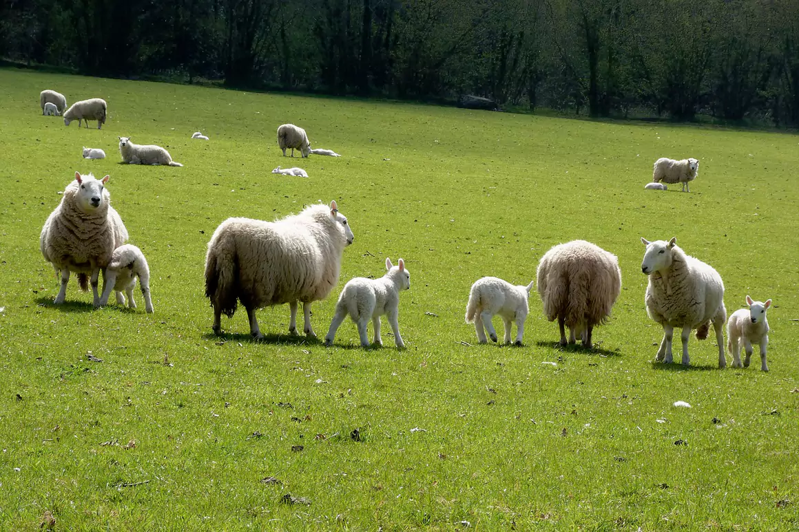 Two Welsh MPs Join NFU Farming Fellowship Scheme