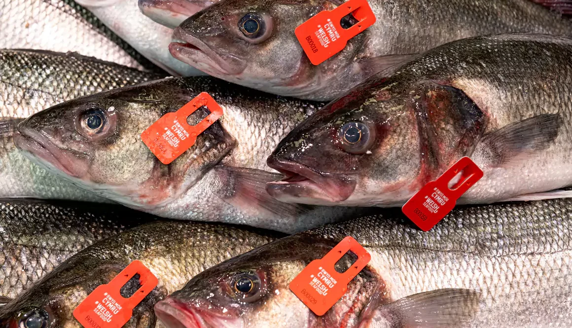 Sea Bass Tagging Trial Helps Support Welsh Fishing Communities