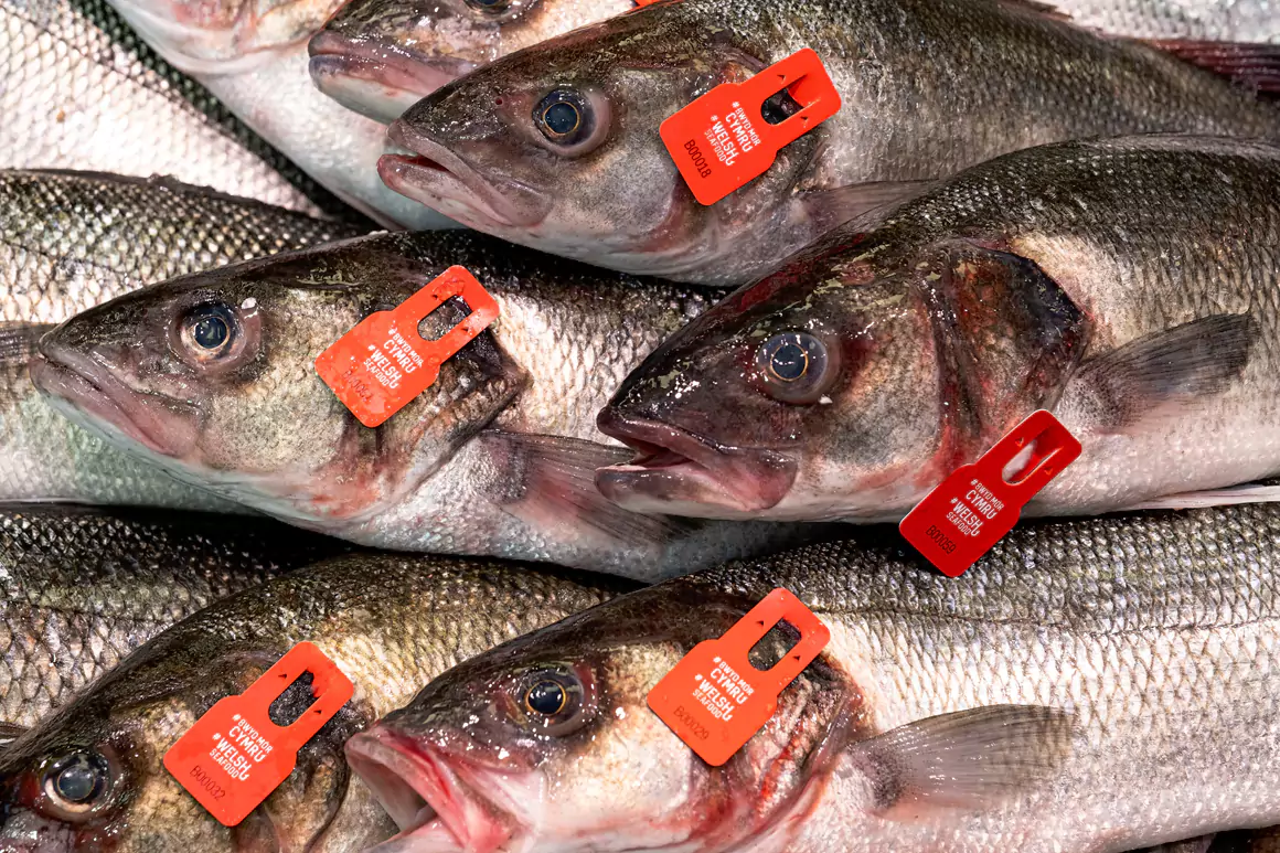 Sea Bass Tagging Trial Helps Support Welsh Fishing Communities