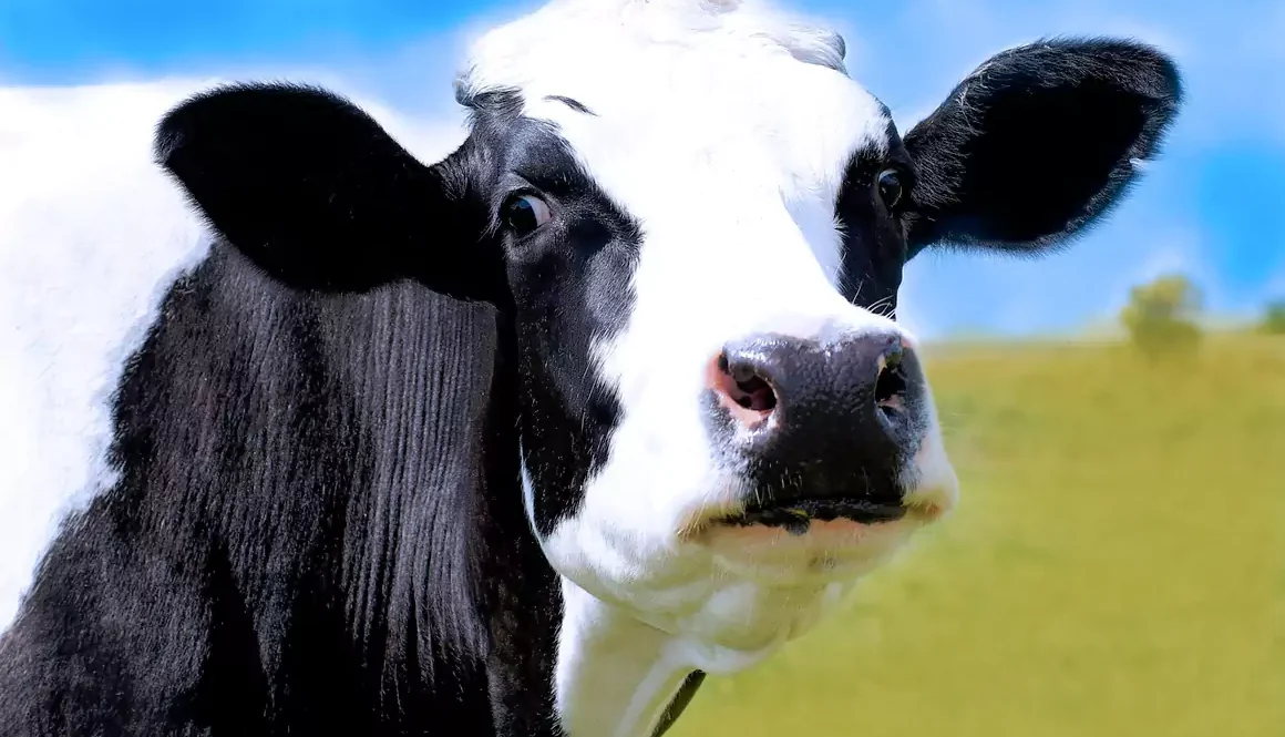 NFU Cymru Welcomes Announcement of Welsh Government Bovine TB Programme Board Membership
