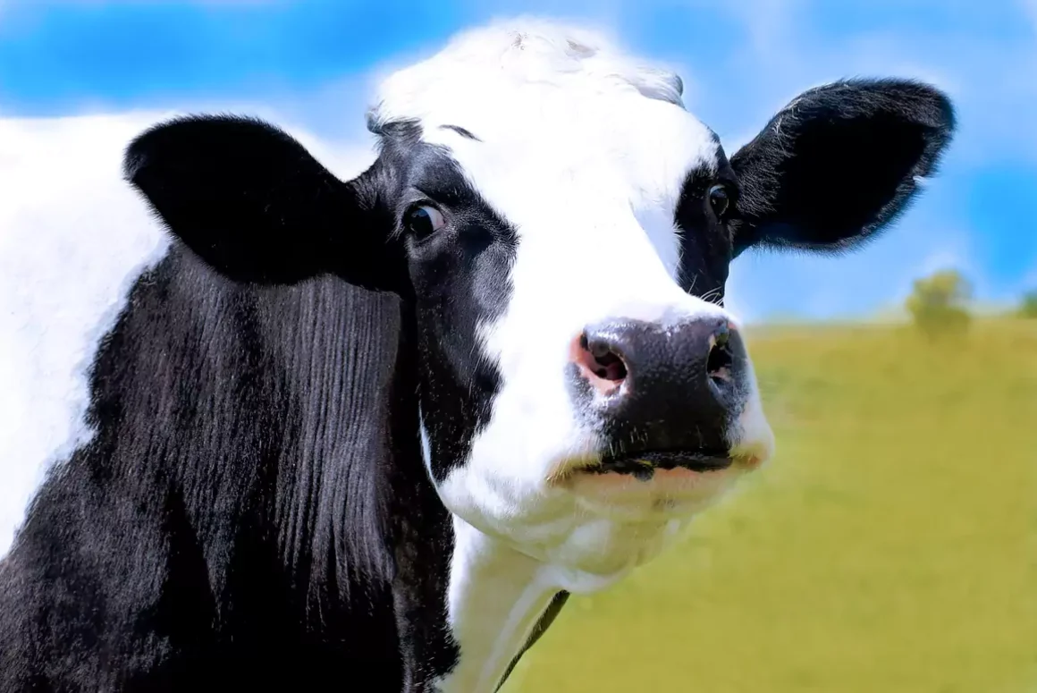 NFU Cymru Welcomes Announcement of Welsh Government Bovine TB Programme Board Membership