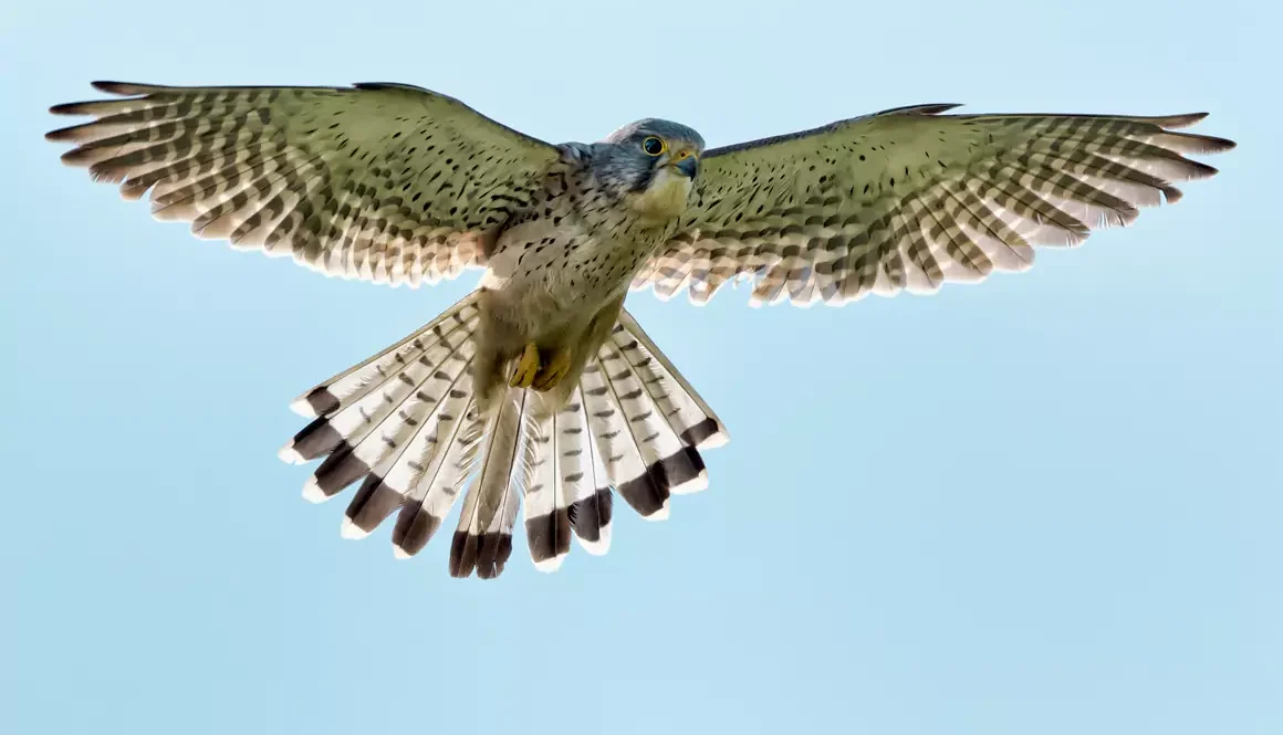 Welsh Birds of Prey in the Spotlight