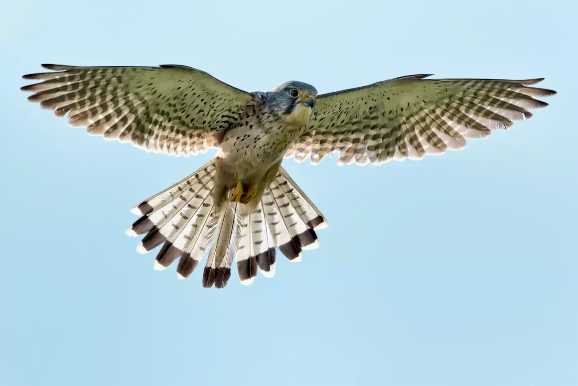 Welsh Birds of Prey in the Spotlight