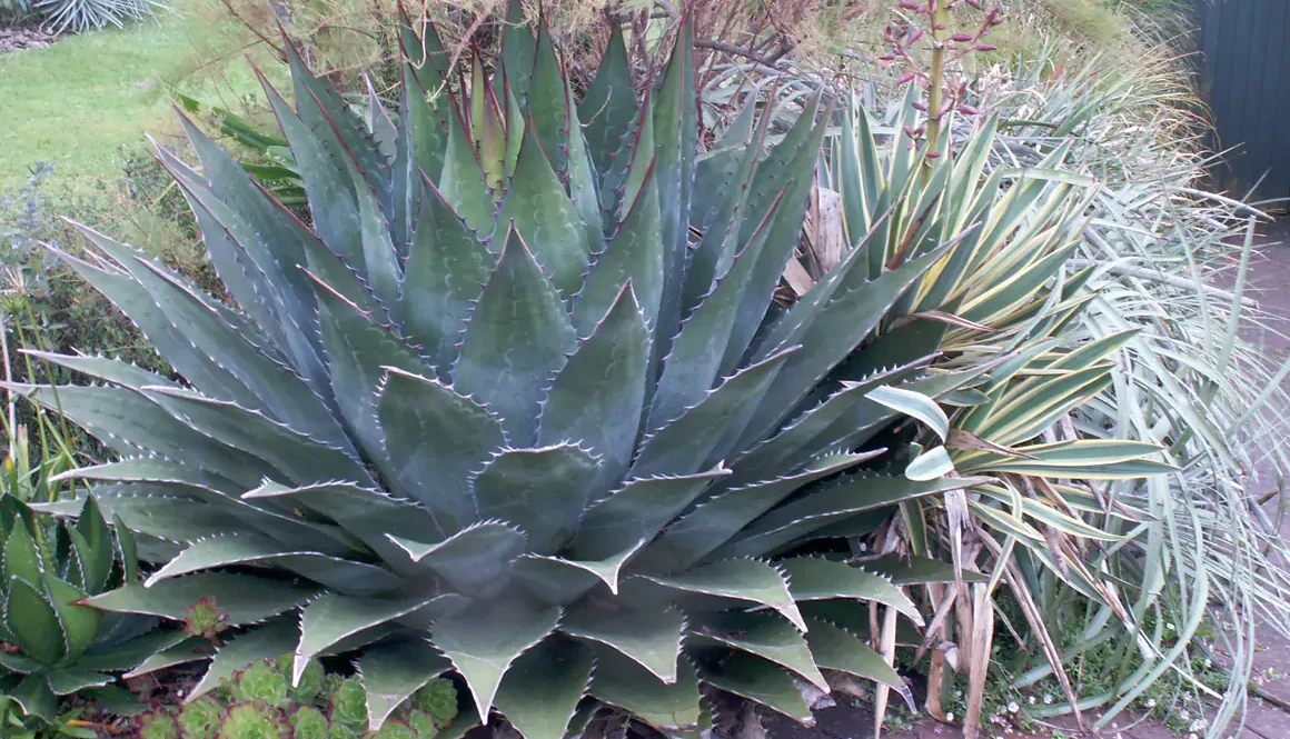 2024 Early Winter Garden