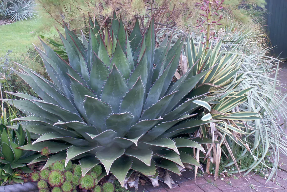 The Early Winter Garden 2024