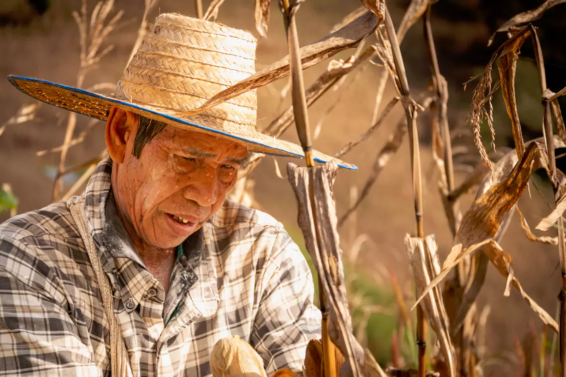 Corn Farmer - Sea Rae Photography