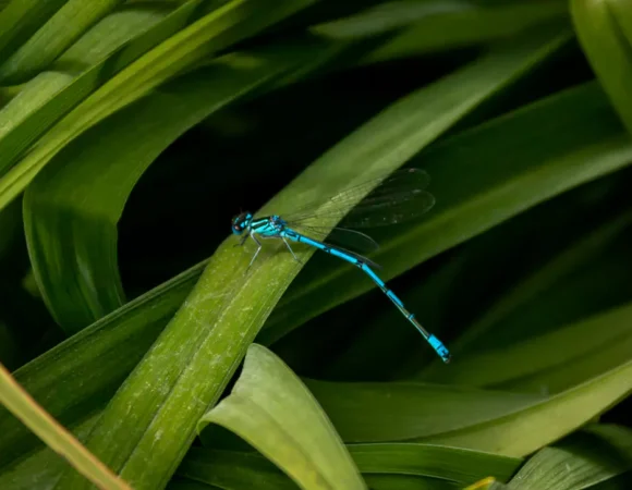 Damselfly - Sea Rae Photography