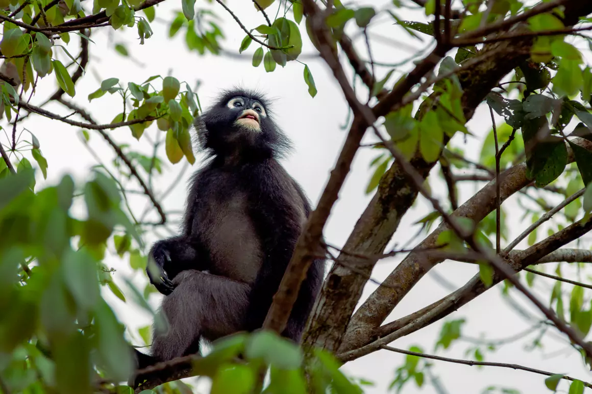 Dusky Leaf Monkey - Sea Rae Photography