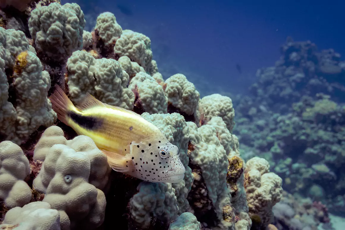 Sea Rae Photography Freckled Hawkfish - Sea Rae Photography