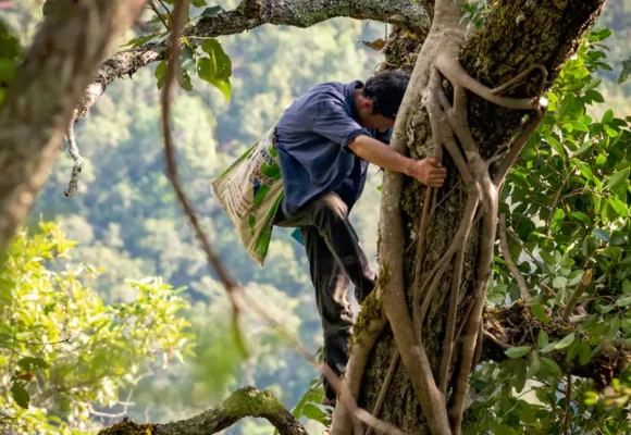Joe Climbing Tree - Sea Rae Photography
