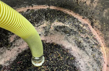 White Castle Vineyard News