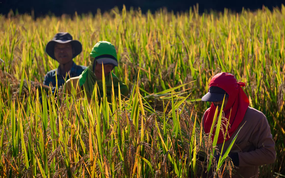 Sea Rae Photography Rice Farmers - Sea Rae Photography