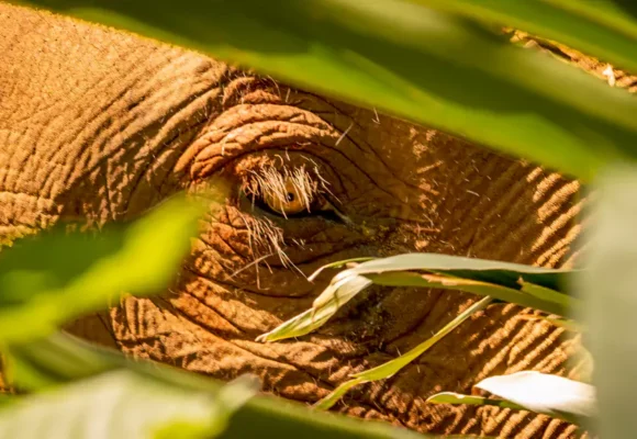 Through the Looking Grass - Sea Rae Photography