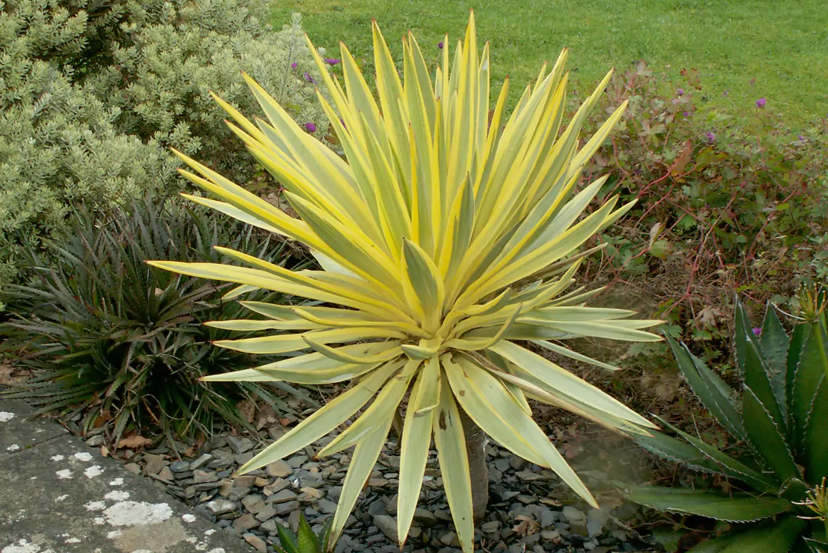2024 Early Winter Garden
