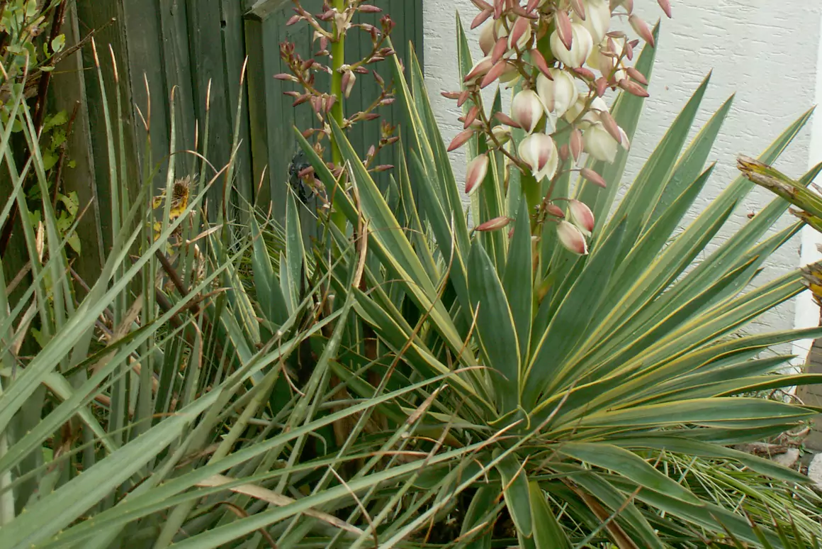 2024 Early Winter Garden