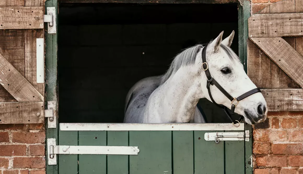 Free Equine Health Webinar For Horse Owners In Wales
