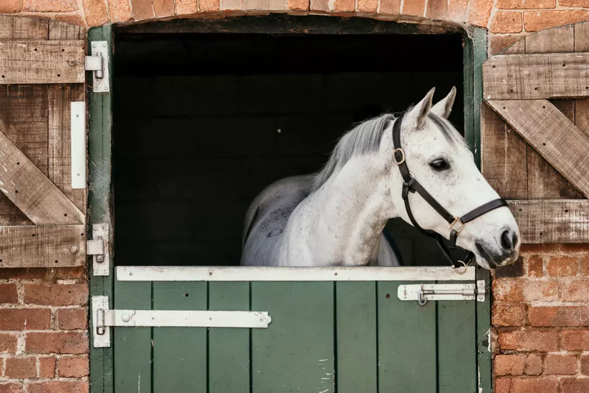 Free Equine Health Webinar for Horse Owners in Wales