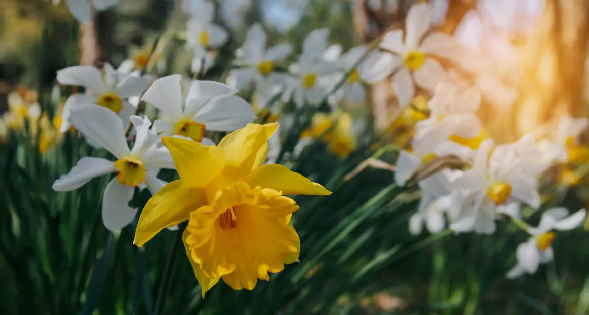 Wales adopted the daffodil as its national flower